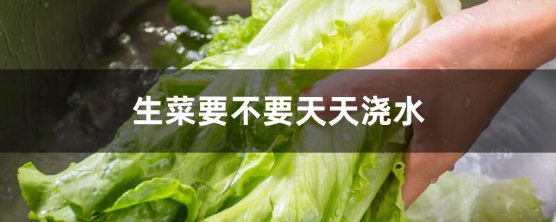 生菜要不要天天浇水 生菜要不要天天浇水