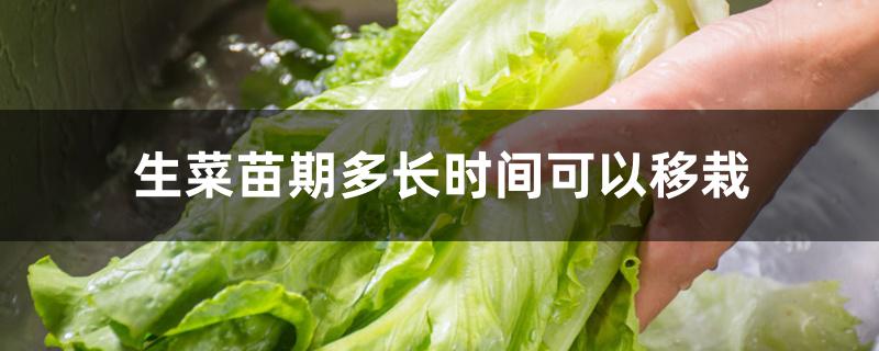 生菜苗期多长时间可以移栽 生菜苗期多长时间可以移栽