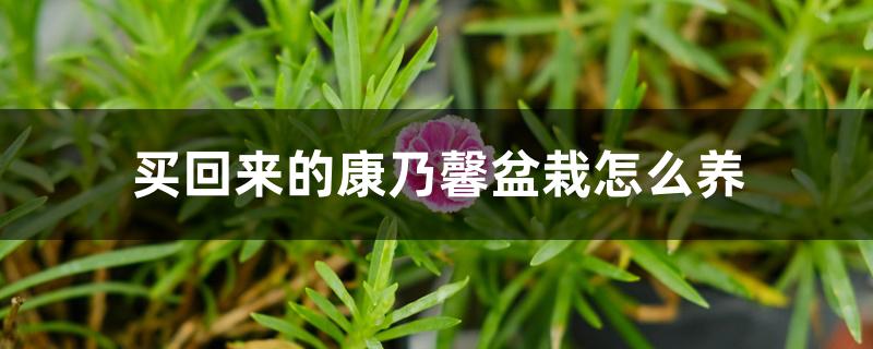 买回来的康乃馨盆栽怎么养 买回来的康乃馨盆栽怎么养