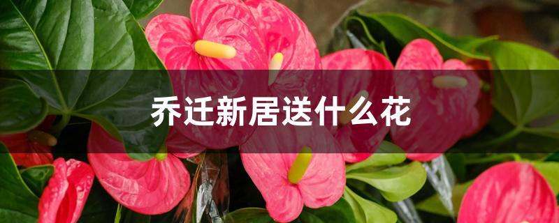 乔迁新居送什么花 乔迁新居送什么花