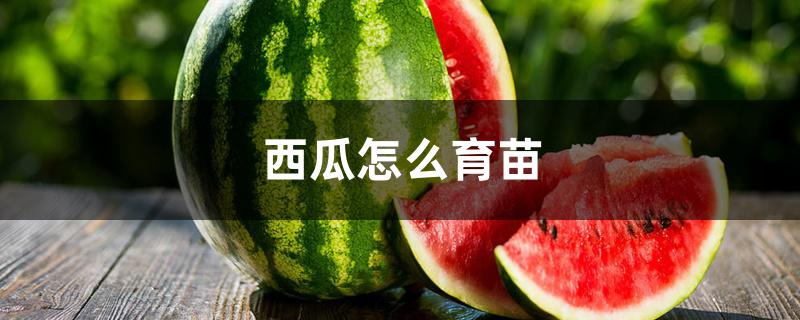 西瓜怎么育苗 西瓜怎么育苗