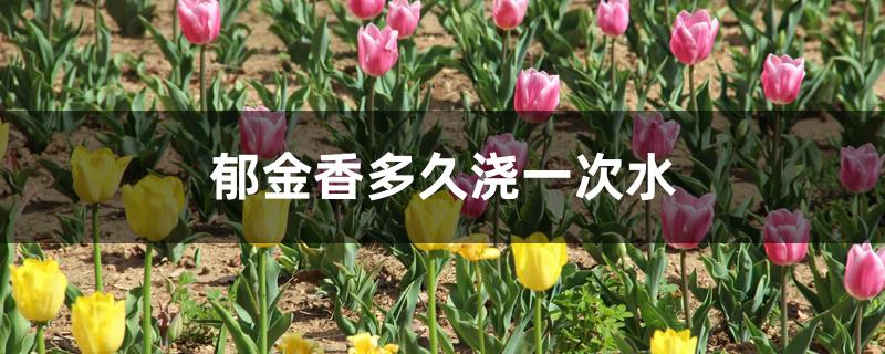 郁金香多久浇一次水 郁金香多久浇一次水