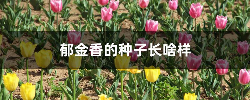 郁金香的种子长啥样 郁金香的种子长啥样