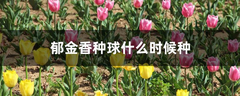 郁金香种球什么时候种 郁金香种球什么时候种