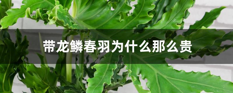 带龙鳞春羽为什么那么贵 带龙鳞春羽为什么那么贵
