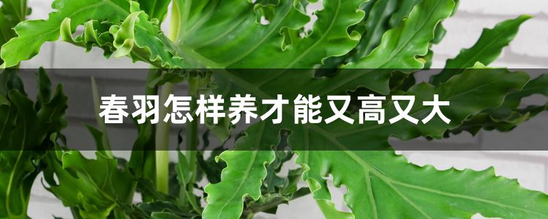 春羽怎样养才能又高又大 春羽怎样养才能又高又大