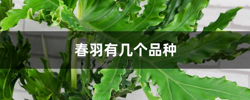 春羽有几个品种 春羽有几个品种