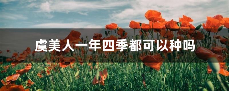 虞美人一年四季都可以种吗 虞美人一年四季都可以种吗