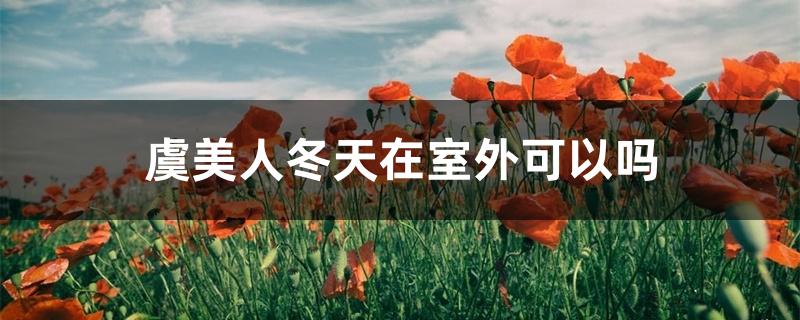 虞美人冬天在室外可以吗 虞美人冬天在室外可以吗