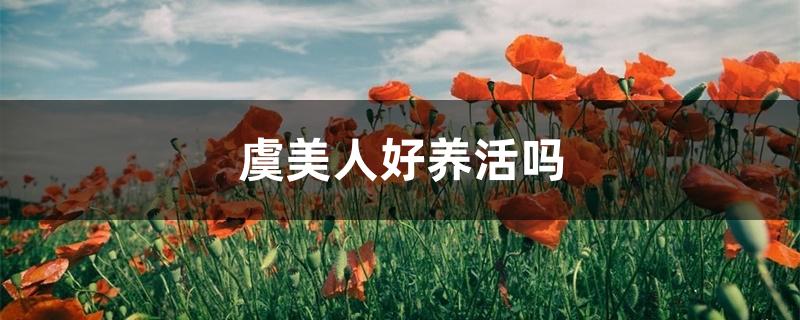 虞美人好养活吗 虞美人好养活吗