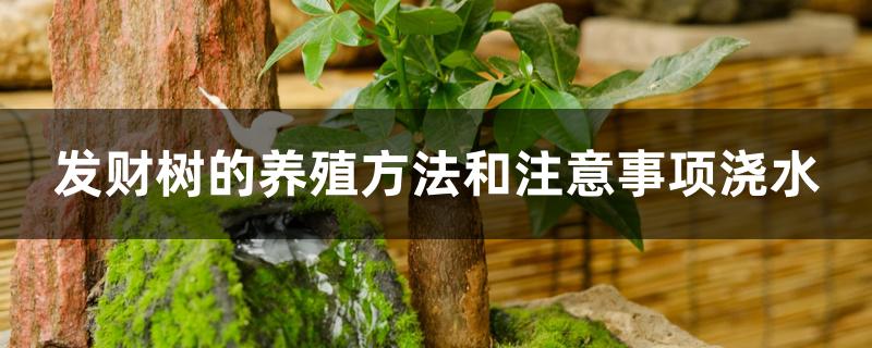 发财树的养殖方法和注意事项浇水 发财树的养殖方法和注意事项浇水