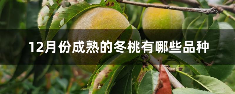 12月份成熟的冬桃有哪些品种 12月份成熟的冬桃有哪些品种