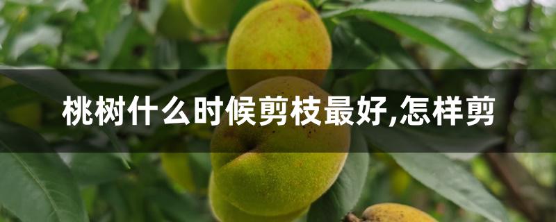 桃树什么时候剪枝最好,怎样剪 桃树什么时候剪枝最好,怎样剪