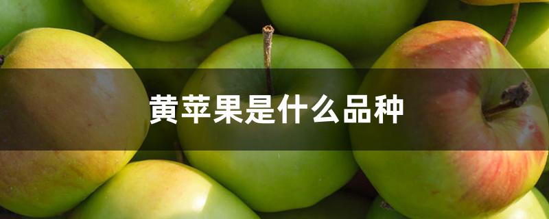 黄苹果是什么品种 黄苹果是什么品种
