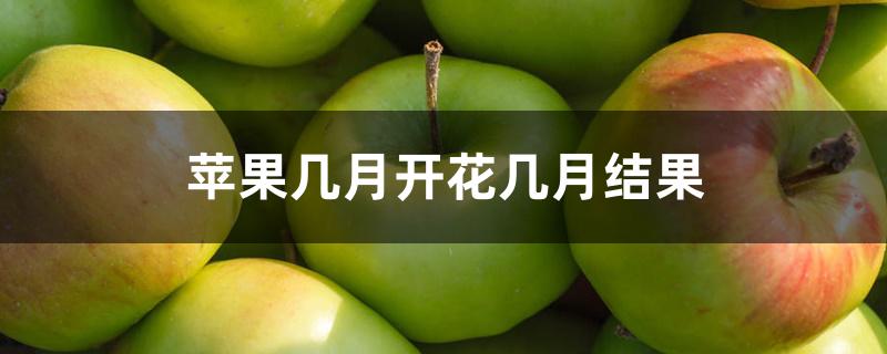 苹果几月开花几月结果 苹果几月开花几月结果