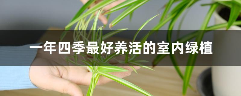 一年四季最好养活的室内绿植 一年四季最好养活的室内绿植