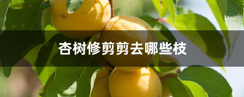 杏树修剪剪去哪些枝 杏树修剪剪去哪些枝