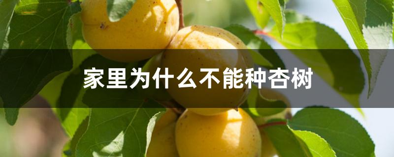 家里为什么不能种杏树 家里为什么不能种杏树