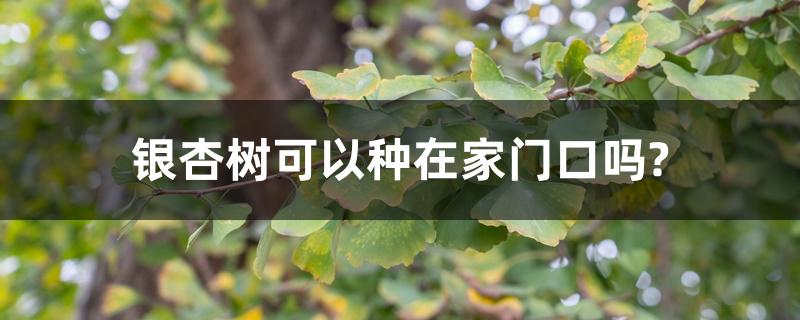 银杏树可以种在家门口吗? 银杏树可以种在家门口吗?