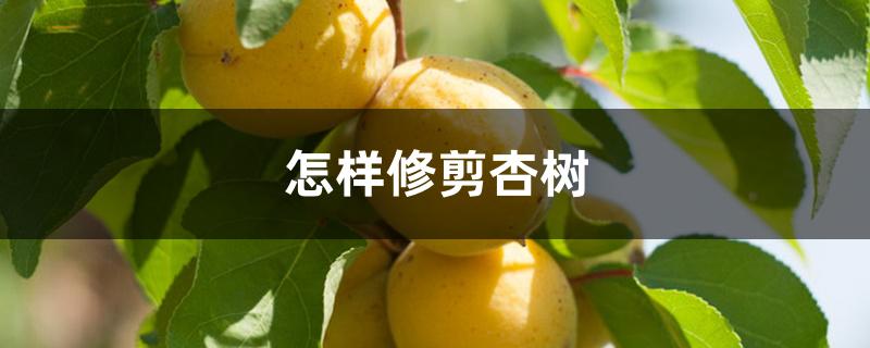 怎样修剪杏树 怎样修剪杏树