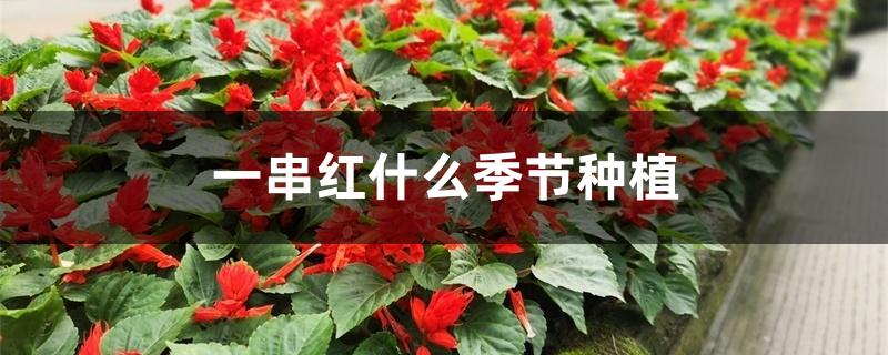 一串红什么季节种植 一串红什么季节种植