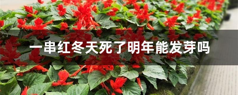 一串红冬天死了明年能发芽吗 一串红冬天死了明年能发芽吗