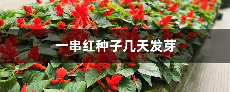 一串红种子几天发芽 一串红种子几天发芽