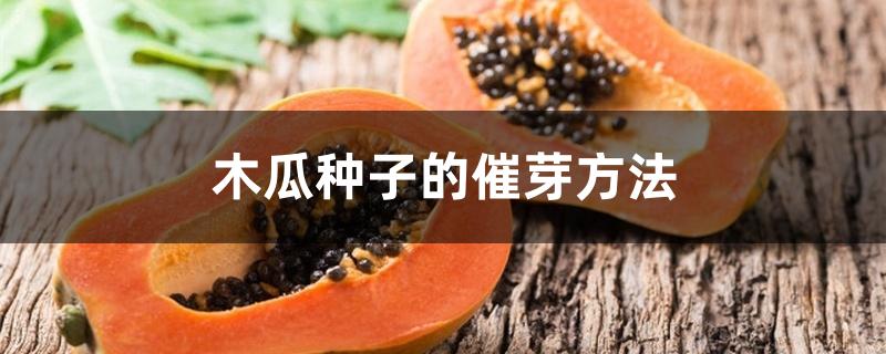 木瓜种子的催芽方法 木瓜种子的催芽方法