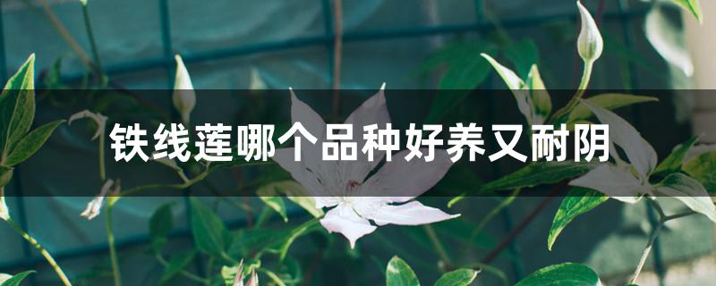 铁线莲哪个品种好养又耐阴 铁线莲哪个品种好养又耐阴