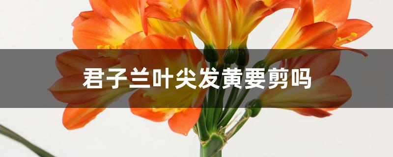 君子兰叶尖发黄要剪吗 君子兰叶尖发黄要剪吗