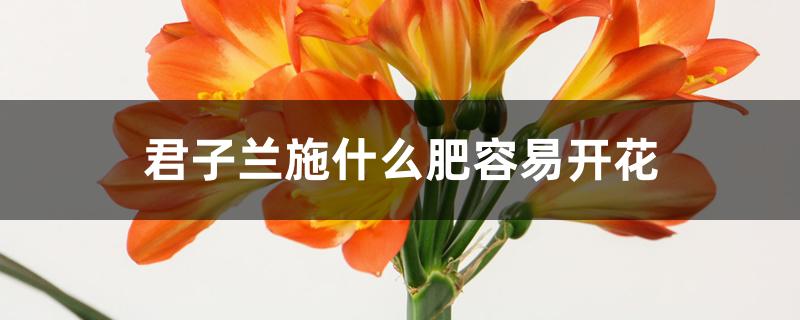 君子兰施什么肥容易开花 君子兰施什么肥容易开花