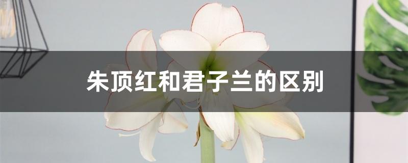 朱顶红和君子兰的区别 朱顶红和君子兰的区别