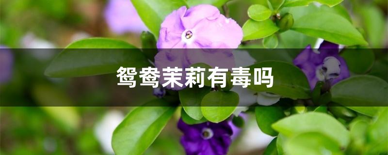 鸳鸯茉莉有毒吗 鸳鸯茉莉有毒吗