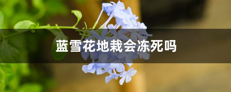 蓝雪花地栽会冻死吗 蓝雪花地栽会冻死吗