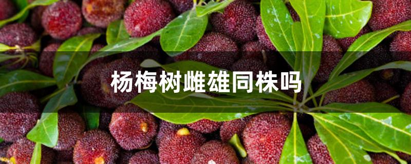 杨梅树雌雄同株吗 杨梅树雌雄同株吗