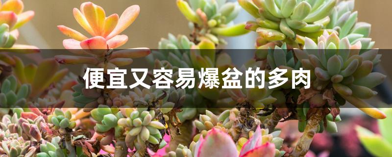 便宜又容易爆盆的多肉 便宜又容易爆盆的多肉