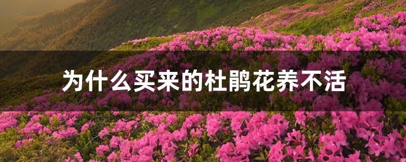 为什么买来的杜鹃花养不活 为什么买来的杜鹃花养不活