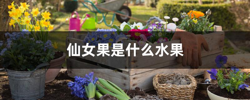 仙女果是什么水果 仙女果是什么水果