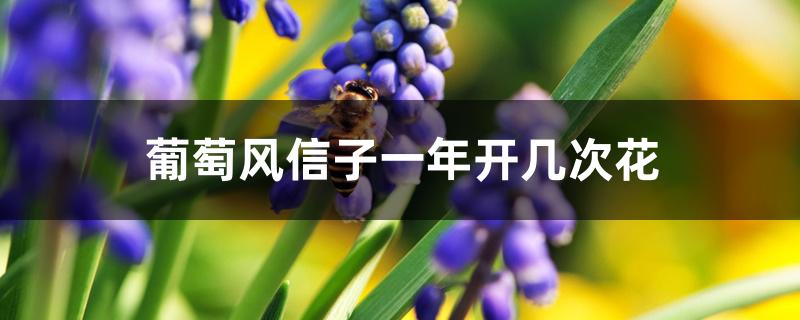 葡萄风信子一年开几次花 葡萄风信子一年开几次花