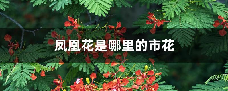 凤凰花是哪里的市花 凤凰花是哪里的市花