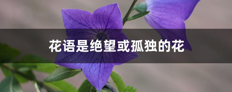 花语是绝望或孤独的花 花语是绝望或孤独的花