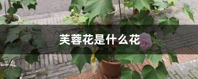 芙蓉花是什么花 芙蓉花是什么花