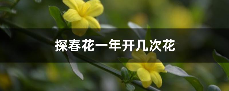 探春花一年开几次花 探春花一年开几次花