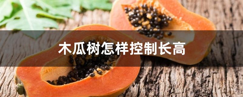 木瓜树怎样控制长高 木瓜树怎样控制长高