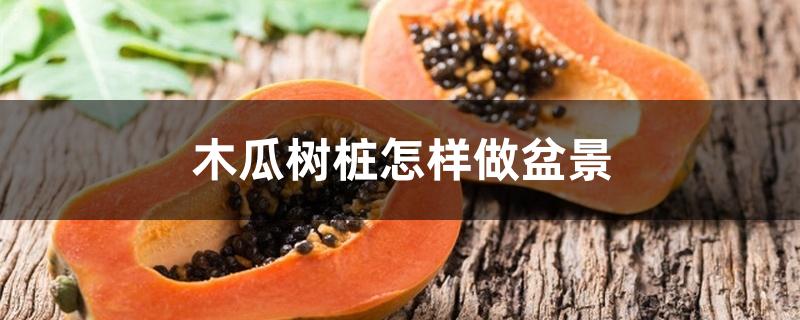 木瓜树桩怎样做盆景 木瓜树桩怎样做盆景