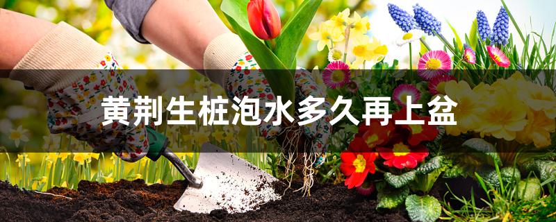 黄荆生桩泡水多久再上盆 黄荆生桩泡水多久再上盆