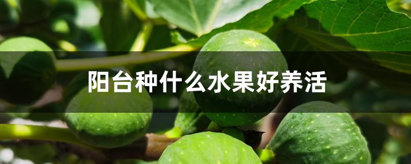 阳台种什么水果好养活 阳台种什么水果好养活