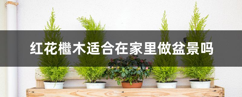 红花檵木适合在家里做盆景吗