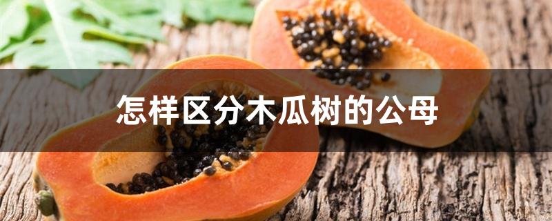 怎样区分木瓜树的公母 怎样区分木瓜树的公母