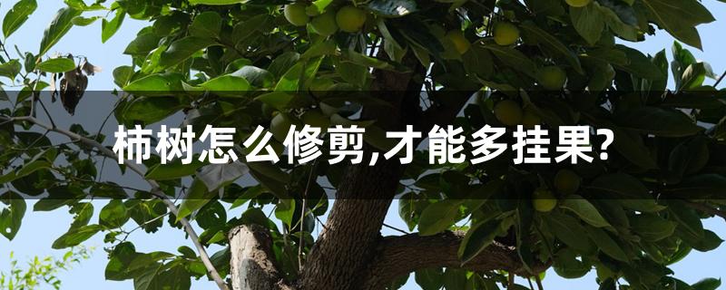 柿树怎么修剪,才能多挂果? 柿树怎么修剪,才能多挂果?